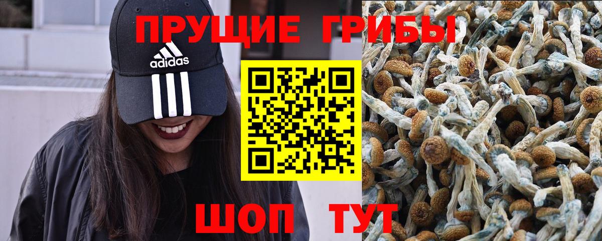 Псилоцибиновые грибы GOLDEN TEACHER Чапаевск